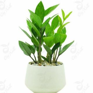 Cây Kim Tiền để bàn ( bao gồm chậu )