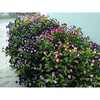 Hạt giống hoa mắt nai