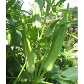 Hạt giống đậu bắp xanh