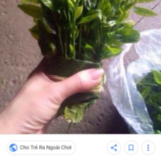 cây rau sắng 5 cây