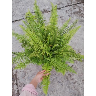 Cây dương xỉ tặng phân bón cho cây