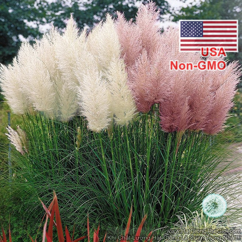 cây cây 10h Hạt Giống Cỏ Bông Lau Mỹ - Mix Hồng Trắng (Cortaderia selloana) NNF1  - Cây Giống Nhập Khẩu  - Cây Giống Nhậ