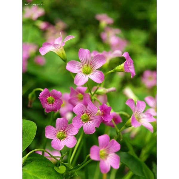 me chua hoa đất 3 củ (cỏ ba lá)