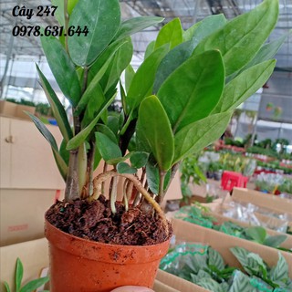 Cây Kim Tiền * Cây phong thủy 247* Freeship mang lại may mắn hạnh phúc