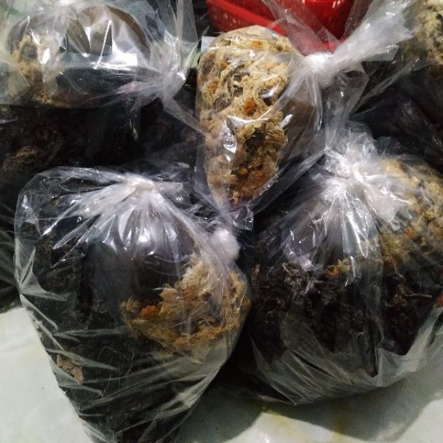 Sâm rong biển - combo 7 loại nguyên liệu nấu sâm - nấu 10 lít sâm | BigBuy360 - bigbuy360.vn