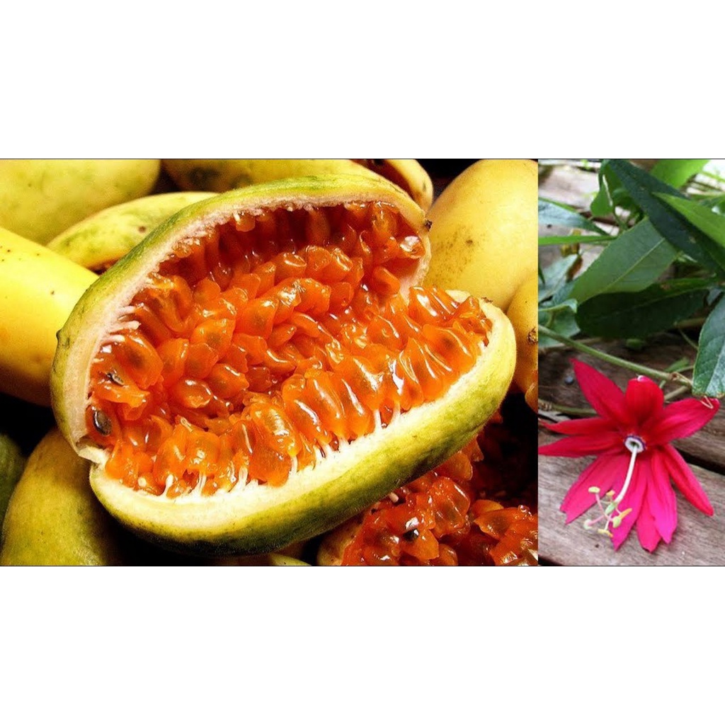Hạt chanh leo chuối nam mỹ , loại trái độc lạ, trái vị chua ngọt, giàu giá trị dinh dưỡng