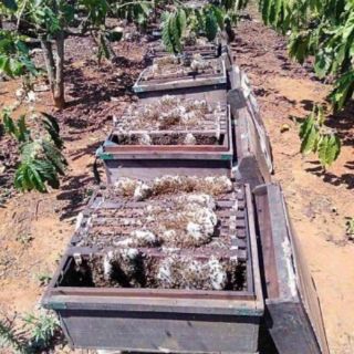 Mật ong hoa cà phê 1lít