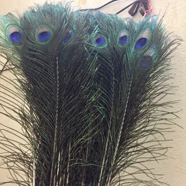 Lông công 100cm tự nhiên tài lộc | BigBuy360 - bigbuy360.vn