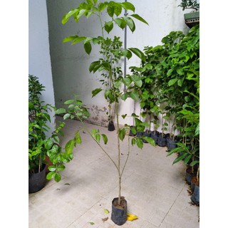 Cây giáng hương, chiều cao khoảng 1m