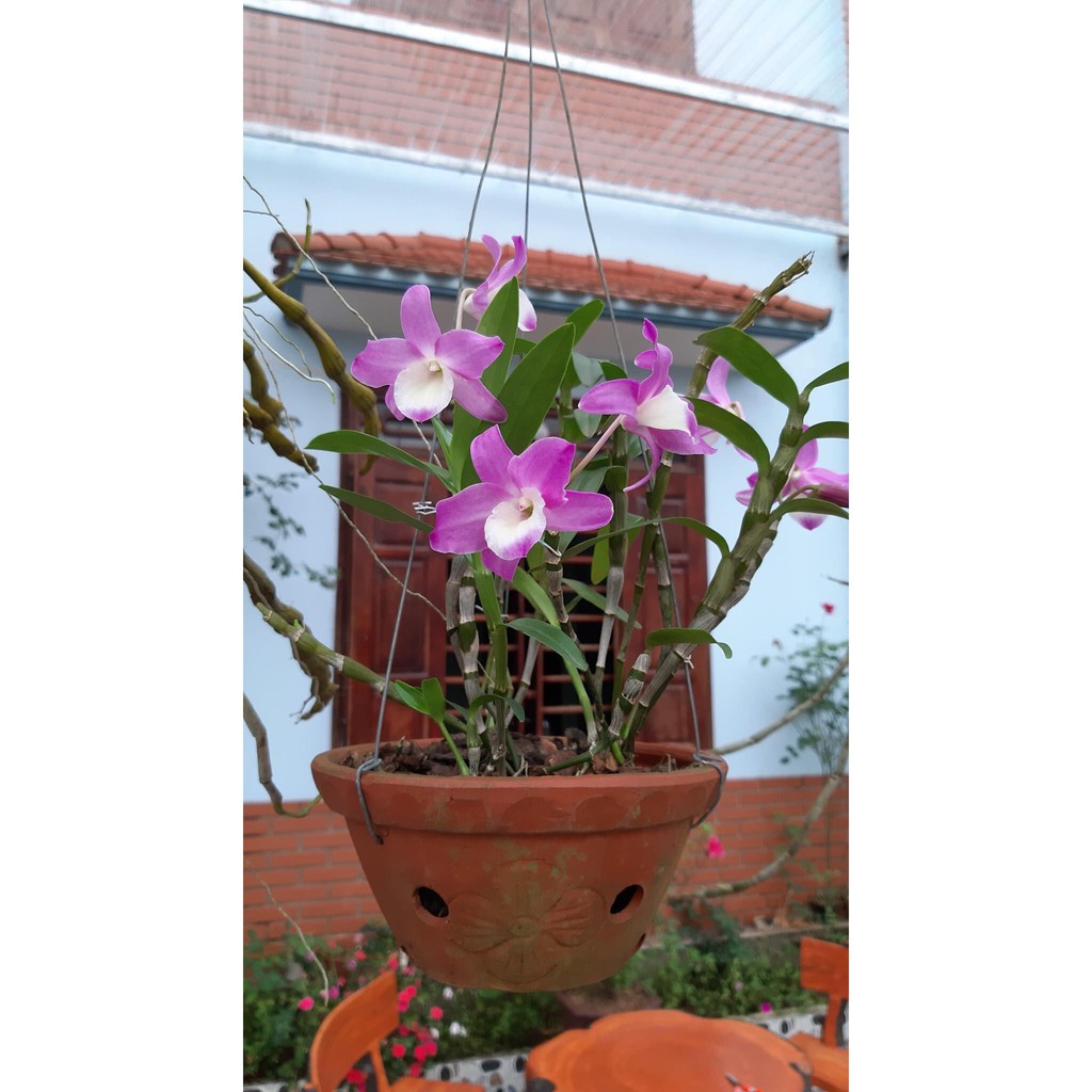 1 CÂY LAN DENZO hoa nở quanh năm HOA THƠM ĐẸP