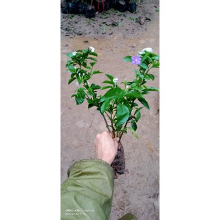 Cây nhài Nhật giống