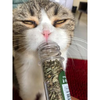 Cỏ Mèo Khô (Catnip)