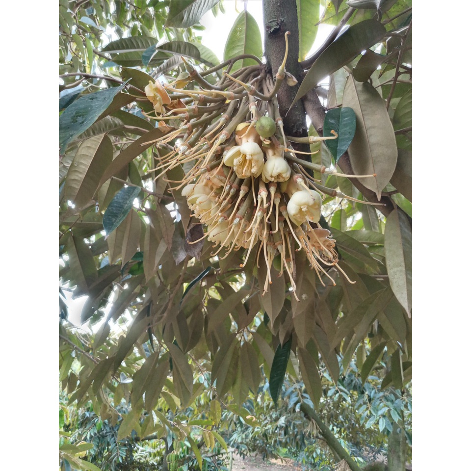 Phân Bón Lá Sinh Học FLORILEGE ULTRA LÂN KALI HỮU HIỆU Nhập Nguyên Chai Từ Pháp