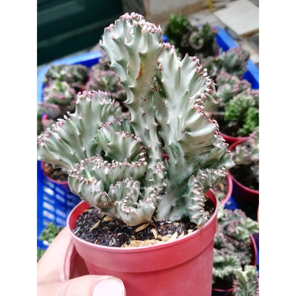 Xương rồng vạn lý trường thành