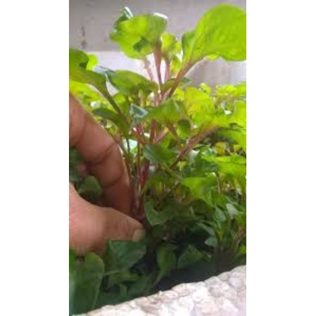 Cải xoong Nhật - rau Dền Nhật giống