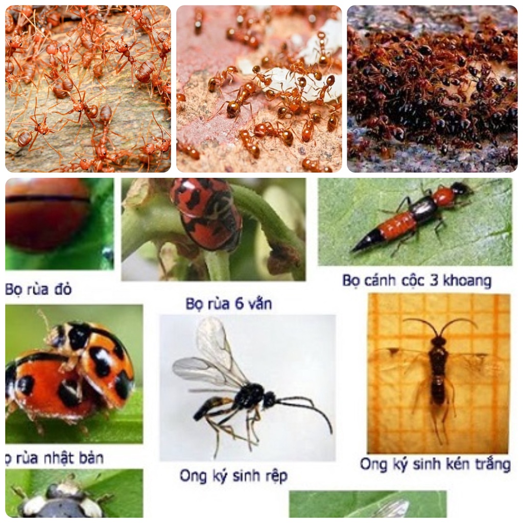 Chất trừ kiến Sinh Học, diệt gián, Mối, Côn Trùng VIP gói 50gr