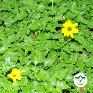 Cây Sài Đất khô 1KG - T153