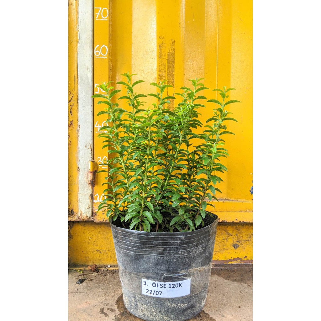 Ổi sẻ Nhật cây đang trái