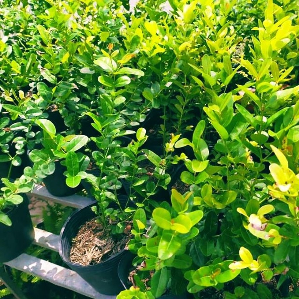 CÂY GIỐNG SI RÔ SIÊU TRÁI