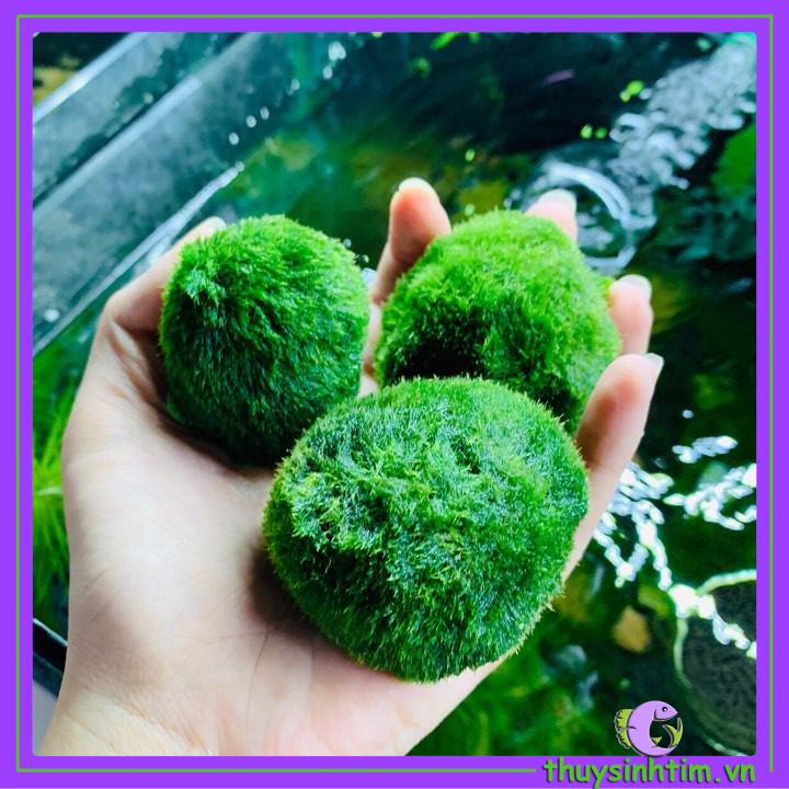 Bóng Rêu Moss Ball Trang Trí Thủy Sinh