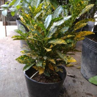 Cây Vàng Bạc (nhỏ )