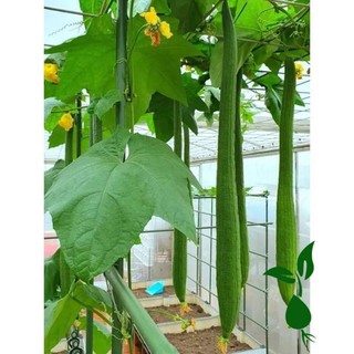 Hạt giống Mướp Hương trái dài truyền thống