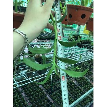 [HÀNG ĐẸP] Bộ Khoan tay mini kèm 10 mũi khoan(0.5-3mm)