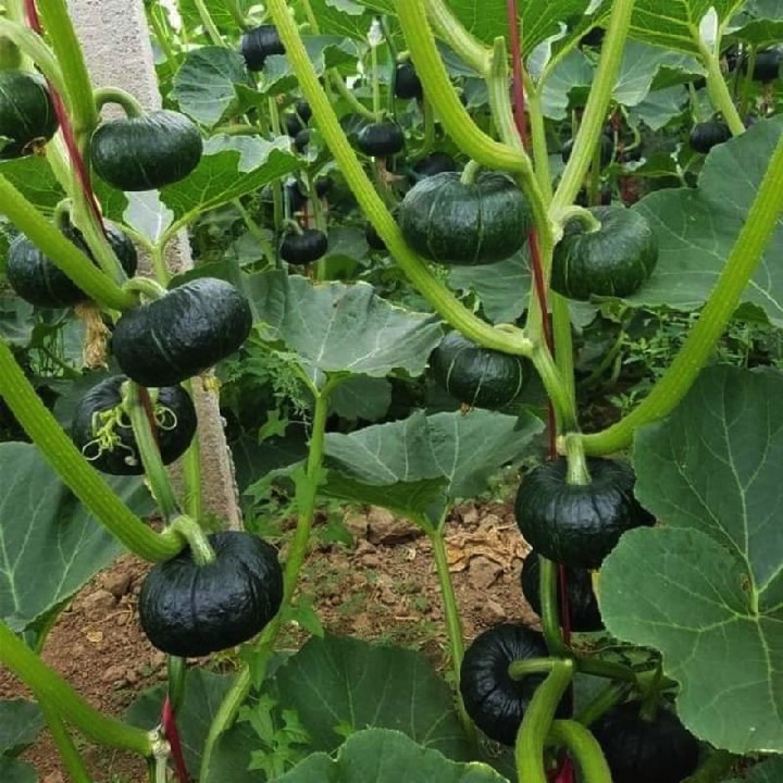Gói 5 hạt giống bí bơ hạt dẻ siêu ngọt - tỷ lệ nảy mầm 95%