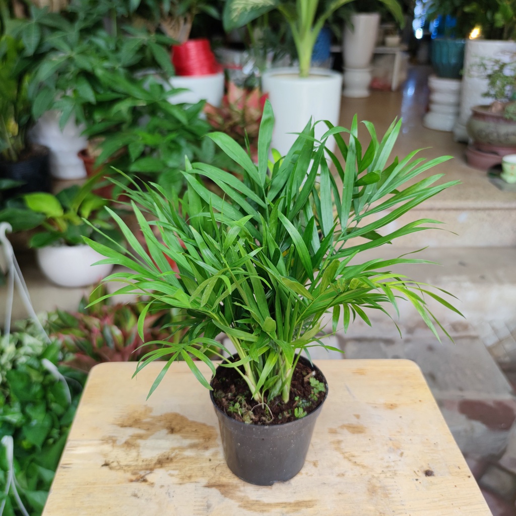 Cây cau tiểu châm kèm chậu sứ ,cây lọc không khí hút mùi phong thủy nội thất cao 30-45cm