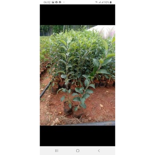 cây giống táo đỏ