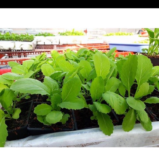 Hạt giống cải bẹ xanh mỡ- gói 20 gr