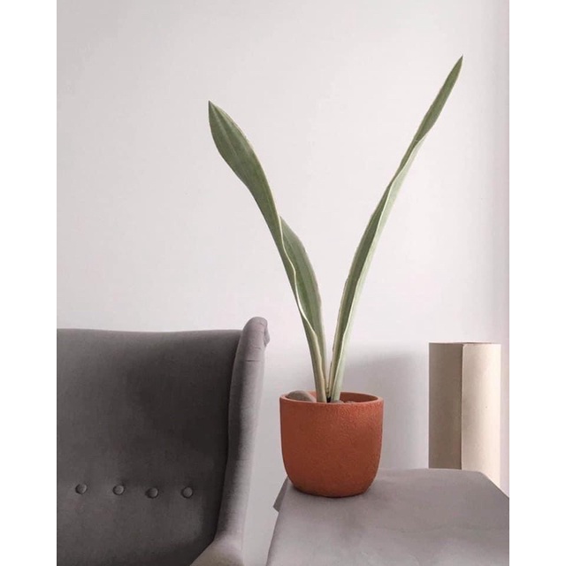 Cây trồng trong nhà lưỡi hổ Bạc Siam Sliver