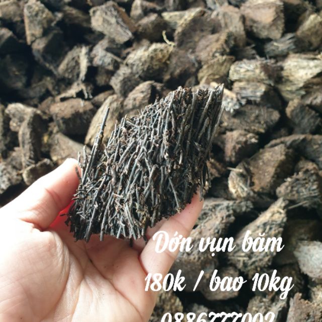 Dớn vụn trồng lan