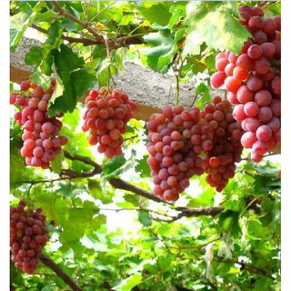 Hạt giống nho leo giàn pháp 10 hạt (TẶNG gói kích thích hạt nảy mầm)