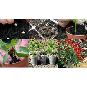 Hạt Giống Ớt Chỉ Thiên F1 Siêu Cay (gói 100 Hạt)Tặng Kèm Hướng Dẫn, Kích Mầm-Tổng kho hạt giống giá rẻ