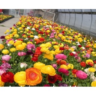 Hạt giống hoa Mao lương