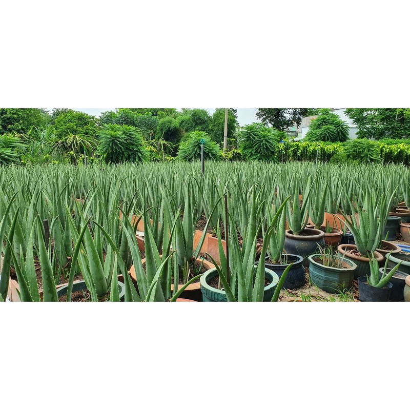 Nha Đam Mỹ Bụi lớn