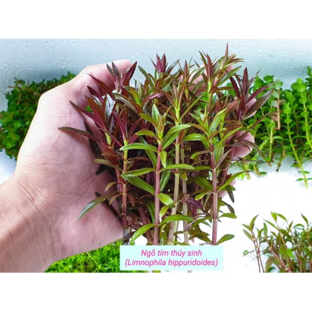 Ngỗ Tím - cây Thủy Sinh dễ trồng không cần c02 và nền