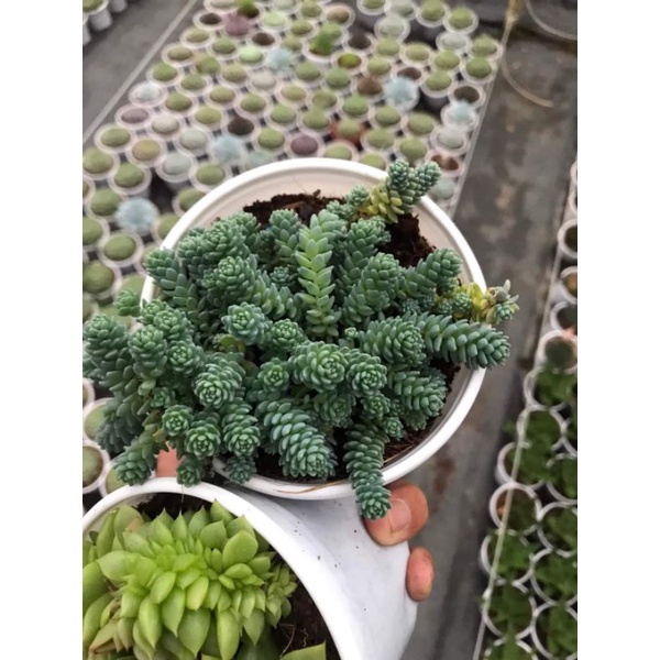 sedum hoa hồng