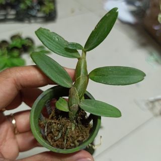 Hoa lan phi điệp Nù Tali 68 giống