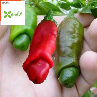Hạt giống Ớt cu tý (05 hạt)