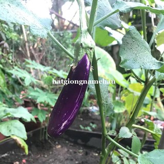 1GR - HẠT GIỐNG CÀ TÍM QUẢ DÀI
