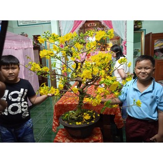Combo 5 mai con quấn rễ 75 cm