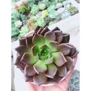 Sen đá nâu kèm chậu sứ