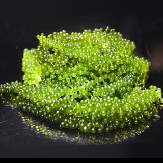 RONG NHO TƯƠI KHÁNH HÒA - HỘP 500G [CHÍNH HIỆU] (MÃ KM: THUY1105)