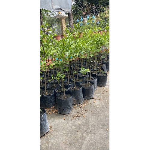 02 cây chúc/chanh thái cao 40_50cm