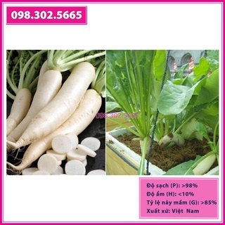 Hạt giống củ cải trắng tuyển cao sản