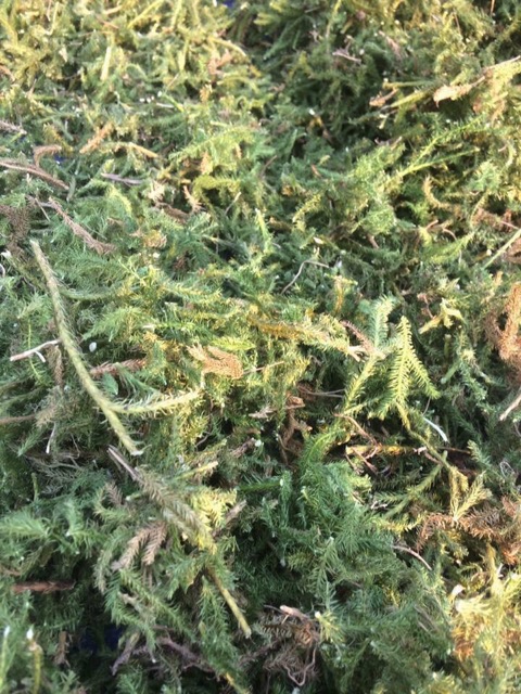 1kg cây thông đất