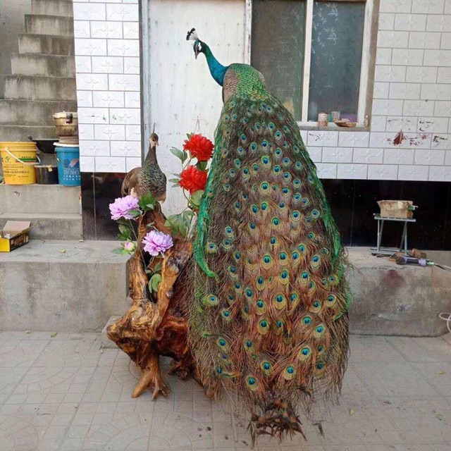 Chim Công Tiêu Bản