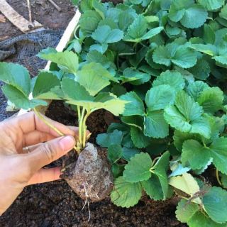 20 cây giống dau tây siêu trái f1